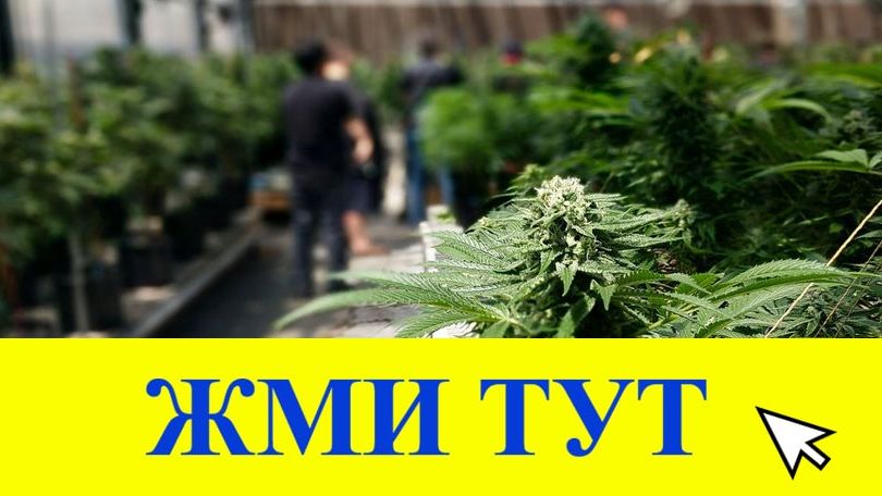 Купить наркотики в Почепе